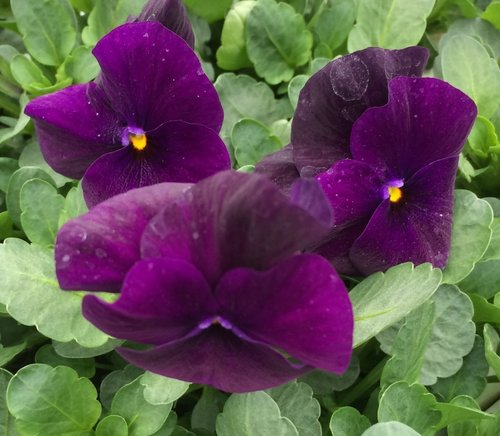 Viola Blackberry Six Pack