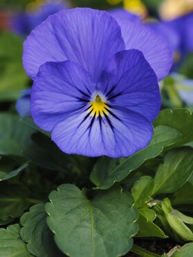 Viola Blue Six Pack