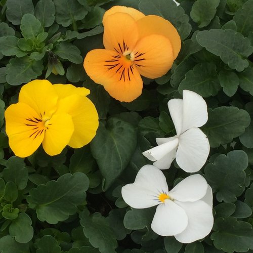 Viola Citrus Mixed Six Pack