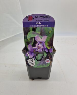 Viola Cornuta Heartthrob 9cm