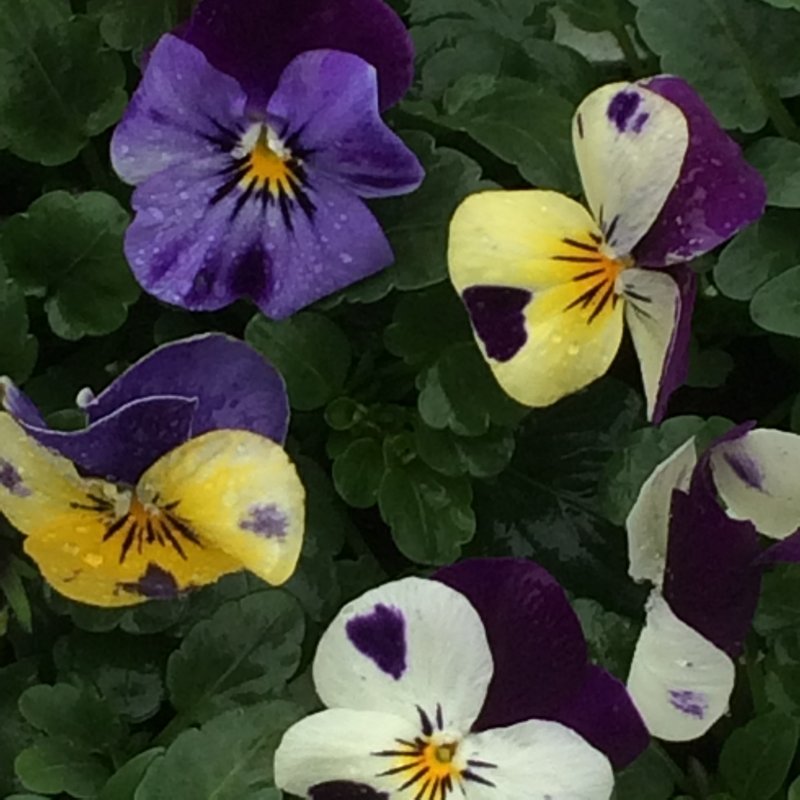 Viola Duet Mixed Six Pack - Stewarts Garden Centre