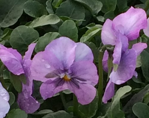 Viola Lavender Vein Six Pack