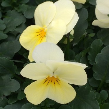 Viola Lemon Chiffon Six Pack