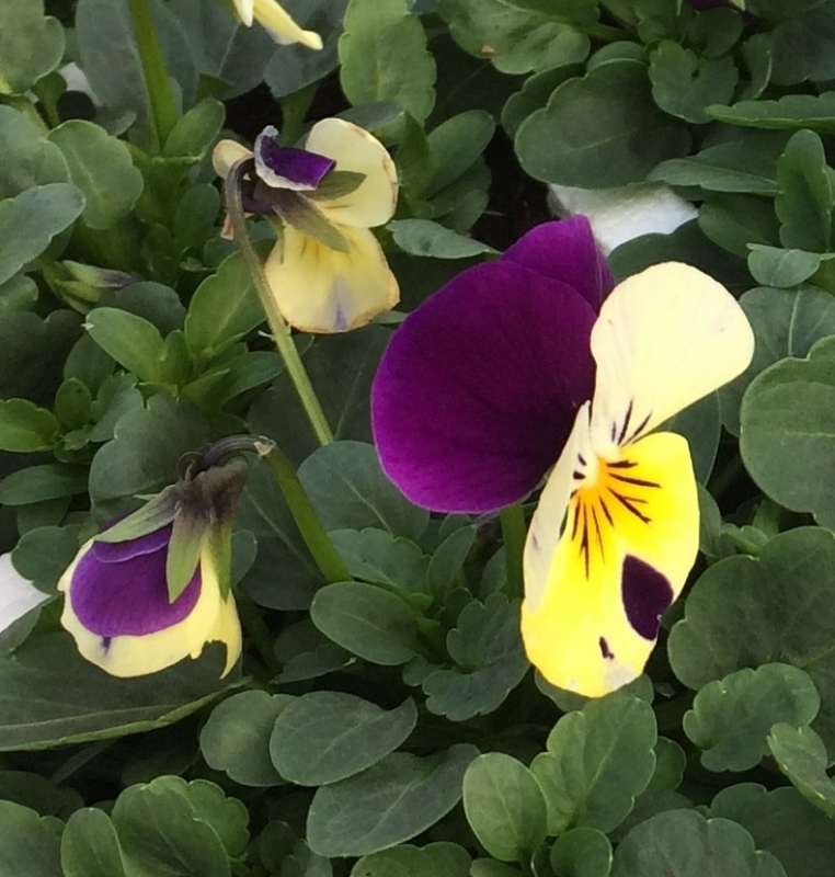 Viola Lemon Royale Six Pack - Stewarts Garden Centre