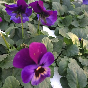 Viola Midnight Glow Six Pack - Stewarts Garden Centre