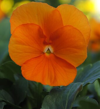 Viola Orange Six Pack