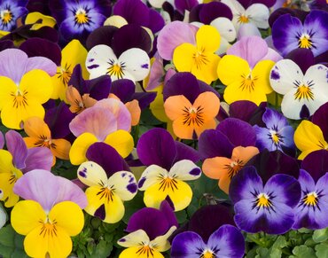 Viola Rocky Mix 6 Pack