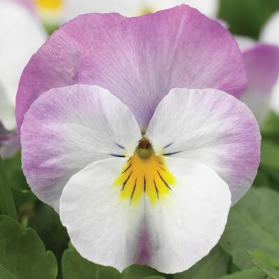 Viola Rose Pink 6 Pack