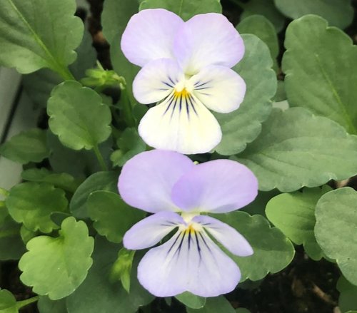 Viola Trailing Blue Jumbo Six Pack