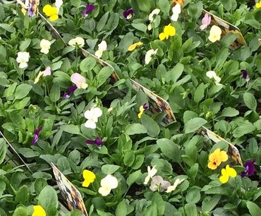 Viola Trailing Mixed Jumbo Six Pack