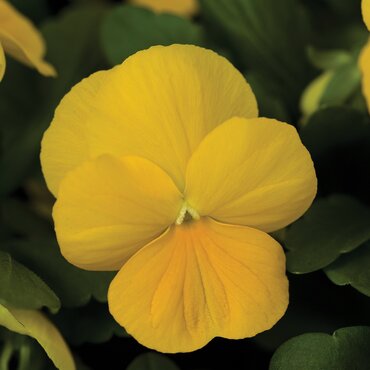 Viola Trailing Yellow Jumbo Six Pack