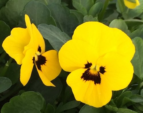 Viola Yellow Blotch Six Pack