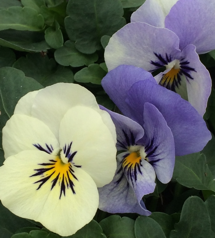 Viola Yesterday Today & Tomorrow Six Pack - Stewarts Garden Centre