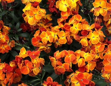 Wallflower Orange 2 Litre