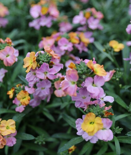 Wallflower Pastel Shades 2 Litre