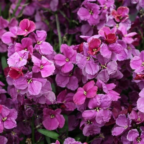 Wallflower Purple Bicolour 2 Litre