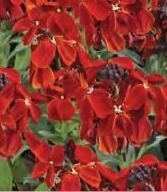 Wallflower Red Six Pack