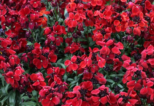 Wallflower Scarlet 2 Litre