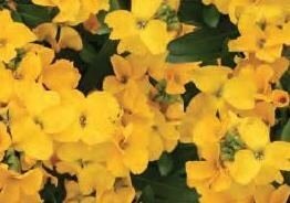 Wallflower Yellow 2 Litre