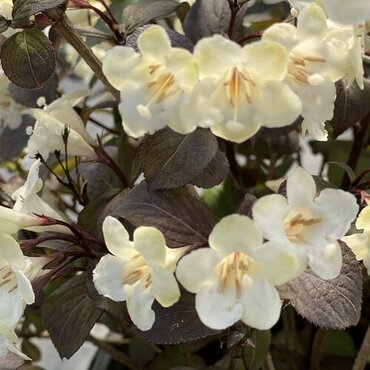 Weigela Ebony And Ivory 3 Litre