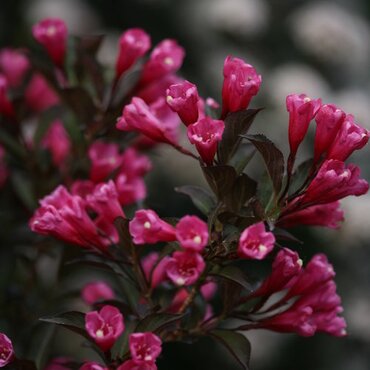 Weigela Florida Alexandra 3 Litre