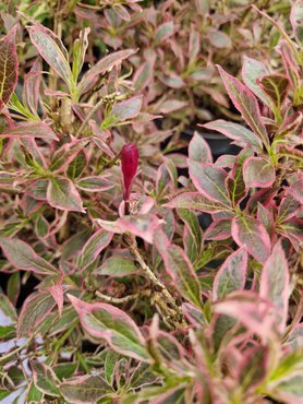 Weigela Florida All Summer Monet 2.3 Litre