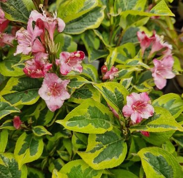 Weigela florida Nana Variegata STD 10 Litre