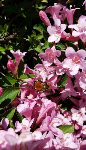 Weigela Florida Pink Poppet 3 Litre