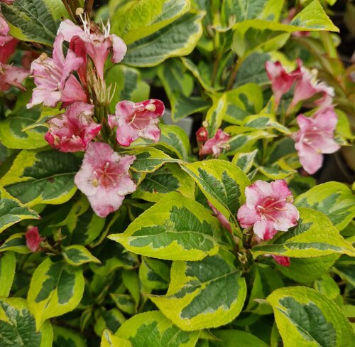 Weigela Kosteriana Variegata 7.5 Litre