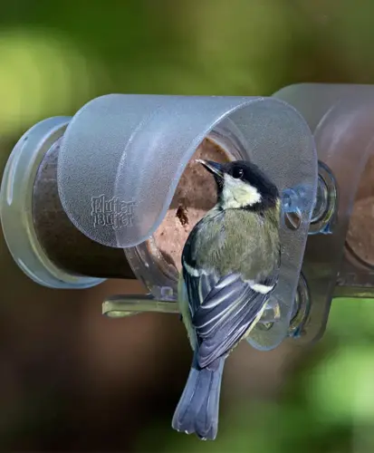 Window Feeder For Flutter Butter Pod - image 3