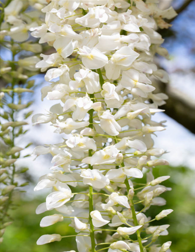 Wisteria Brachybotris Shiro Kapitan Fuji Umbrella 45 Litre