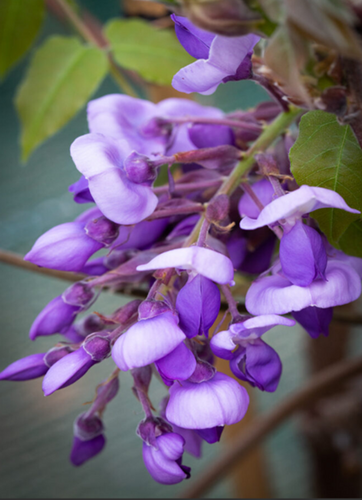 Wisteria Brachybotrys Yokohama Fuji Umbrella 45 Litre