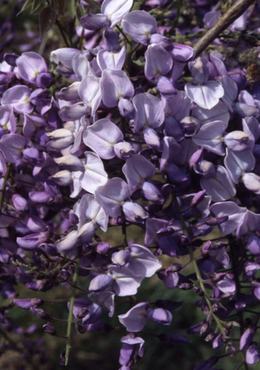 Wisteria Caroline 1.5m 20 Litre