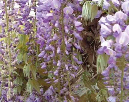 Wisteria Floribunda Eds Blue Dragon 3 Litre