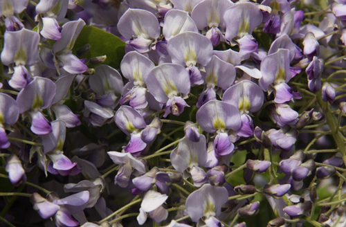 Wisteria Floribunda Harlequin 3 Litre