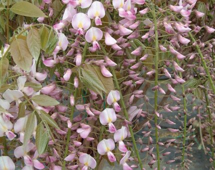 Wisteria Floribunda Lipstick 3 Litre