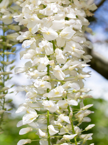 Wisteria Floribunda Snow Showers 3 Litre