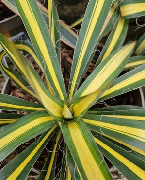 Yucca Color Guard 12 Litre