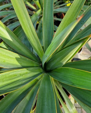 Yucca Gloriosa 10 Litre