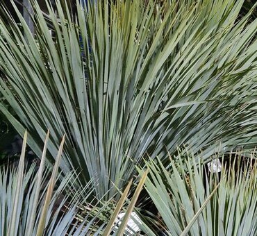 Yucca Rostrata Large 25 Litre