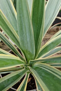 Yucca Filamentosa Variegata 10 Litre