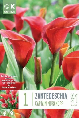 Zantedeschia Captain Murano® Syn.Calla