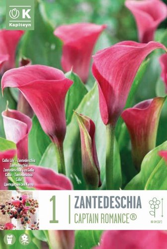 Zantedeschia Captain Romance® Syn.Calla