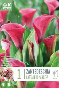 Zantedeschia Captain Romance® Syn.Calla