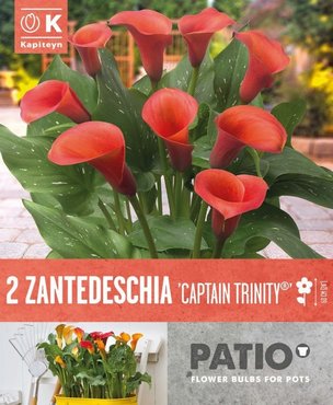 Zantedeschia Captain Trinity® Syn.Calla