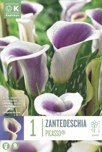 Zantedeschia Picasso® Syn.Calla