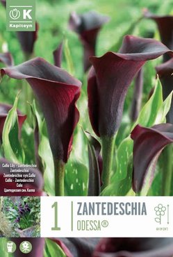 Zantedeschia Odessa® Syn.Calla