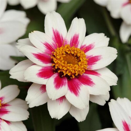 Zinnia Starlight Rose Jumbo Six Pack